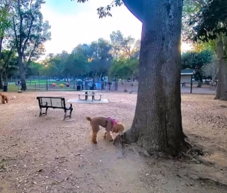 Wrigley Heights Dog Park photo 1
